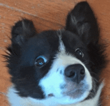 a close up of a black and white dog laying on a wooden floor