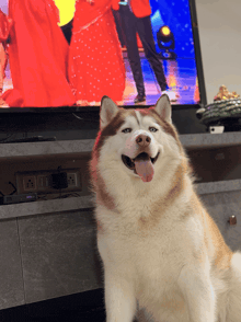 a husky dog sitting in front of a tv with its tongue hanging out