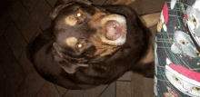 a brown dog laying on a tiled floor looking up at the camera