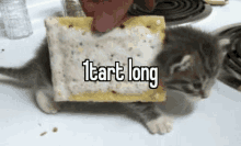 a kitten is eating a toaster pastry .