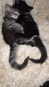 two cats laying on a white blanket with their tails in the shape of the letter s