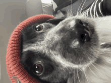 a black and white dog wearing a red beanie