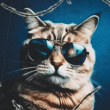 a cat wearing sunglasses is looking at the camera