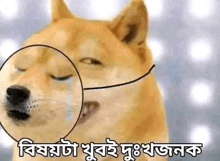 a dog with a circle around its nose is crying with its eyes closed and a tear coming out of its nose .