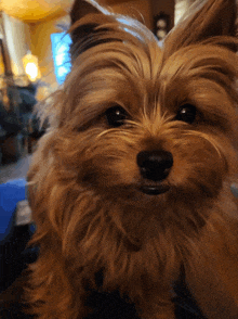 a close up of a small dog 's face with a blurry background