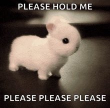 a picture of a small white rabbit with the words please hold me please please