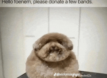 a dog is sitting on a table with the words hello toenem please donate a few bands