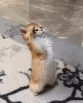 a small kitten standing on its hind legs on a rug .