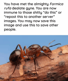 a picture of an ant next to a text that says " you have met the almighty formica rufa delicate gyne "