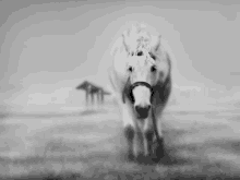 a black and white photo of a white horse walking in a field