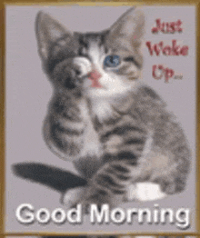 a picture of a kitten with the words " just wake up " on it