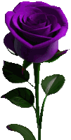 a purple rose with green leaves on a stem