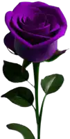 a purple rose with green leaves on a stem