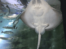 a stingray is swimming in a tank with fish