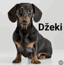 a black and brown dachshund is sitting in front of a white background with the name dzeki written above it