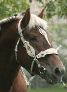 a close up of a brown horse wearing a white bridle and saddle .