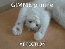 a white cat laying on its back with the words gimme gimme affection written above it