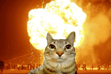 a cat is sitting in front of a large explosion in the background
