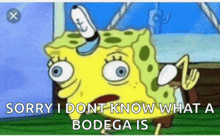 a cartoon of spongebob says " sorry i dont know what a bodega is "