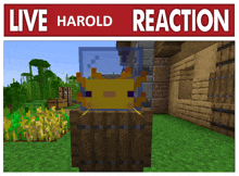 a picture of an axolotl in a tank with the words live harold reaction