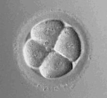 a close up of a cell under a microscope that looks like a football .