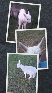 a collage of three pictures of a goat with a pink leash