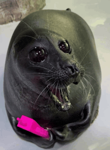 a black seal with its mouth open and a pink toothbrush around its neck