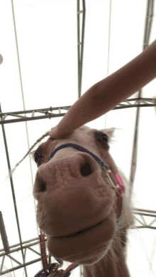 a close up of a horse 's nose with a person 's hand touching it