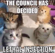 Council Meme