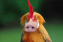 a rooster with a pig nose and a red crest on its head