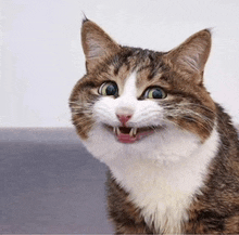 a close up of a cat with its mouth open and a surprised look on its face