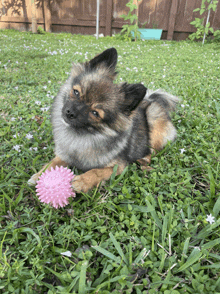 a dog laying in the grass with a pink ball