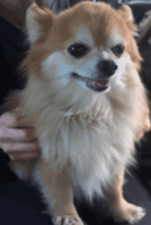 a small brown and white dog is being held by someone