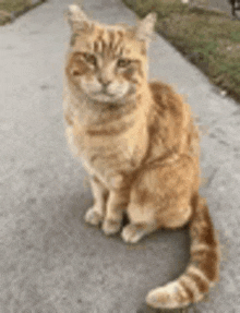 a cat is sitting on a sidewalk looking at the camera .