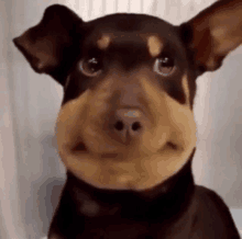 a close up of a dog 's face with a bee on its nose .