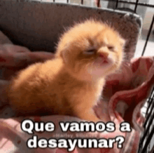 a kitten is sitting in a cage with the words `` que vamos a desayunar '' written on it .