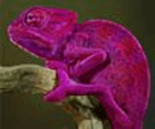 a close up of a purple chameleon sitting on a branch .