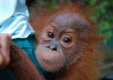 a baby orangutan is being held by a person