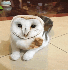 a cat that looks like an owl is laying on a tiled floor