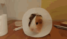 a guinea pig wearing a cone is sitting on a wooden table next to a roll of toilet paper .