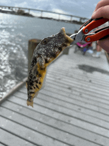 a person holding a fish on a dock with a pair of scissors