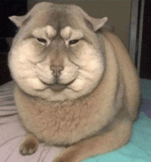 a cat with a big face is sitting on a bed and looking at the camera .