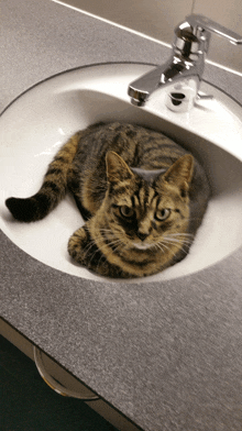 a cat is laying in a sink looking at the camera