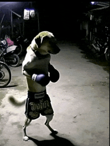 a dog is wearing boxing gloves and shorts that say " boxing "