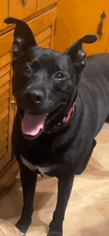 a black dog with a pink tongue sticking out standing in front of a cabinet