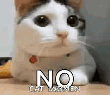 a cat is laying on a table with the words `` no cat women '' written on its face .