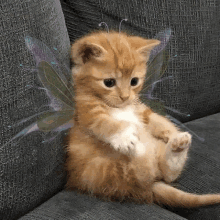 a kitten is sitting on a couch with fairy wings on it .