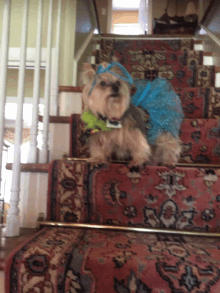 a small dog wearing a blue and green dress is sitting on a set of stairs