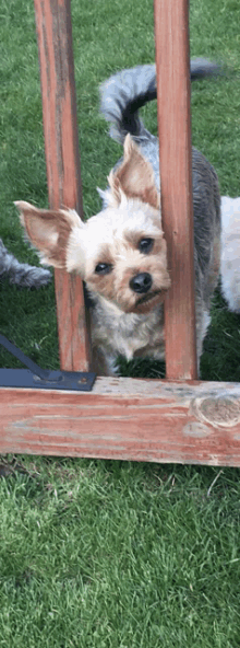 a small dog looking through a wooden fence post