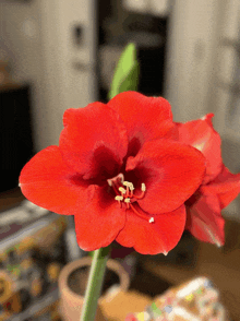 a closeup of a red flower with a green stem